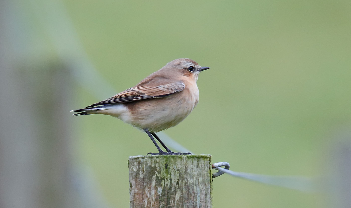 wheatear_j4x6564