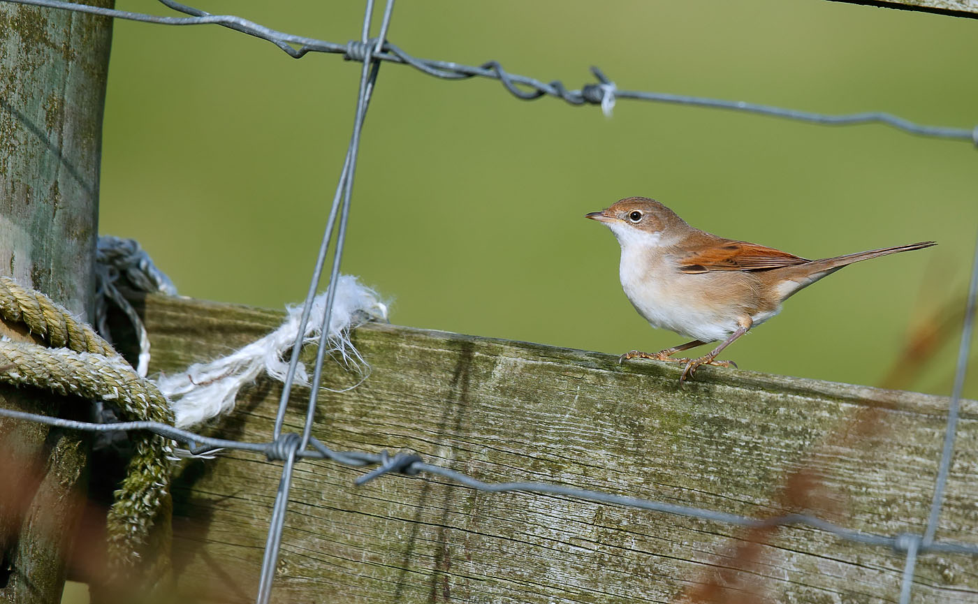 whitethroat_j4x7099