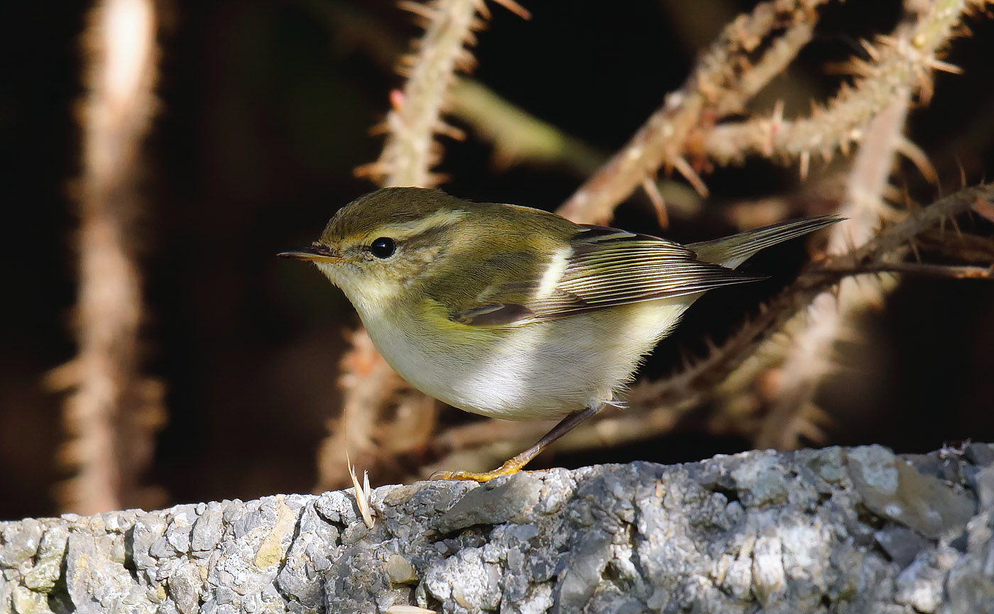 yellow-browed-warbler_j4x6815