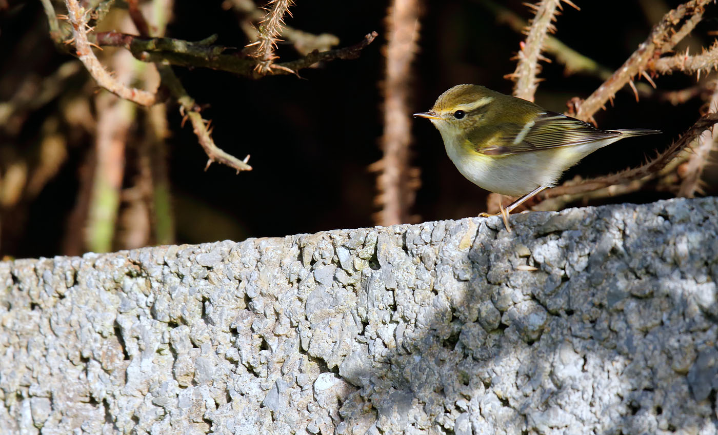 yellow-browed-warbler_j4x6819