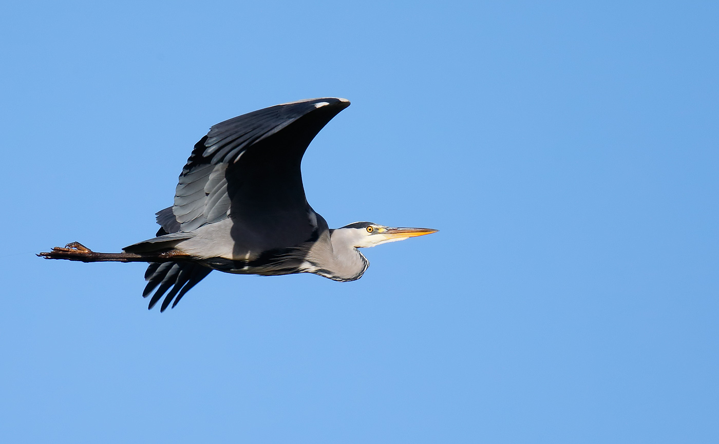 grey-heron_j4x9123
