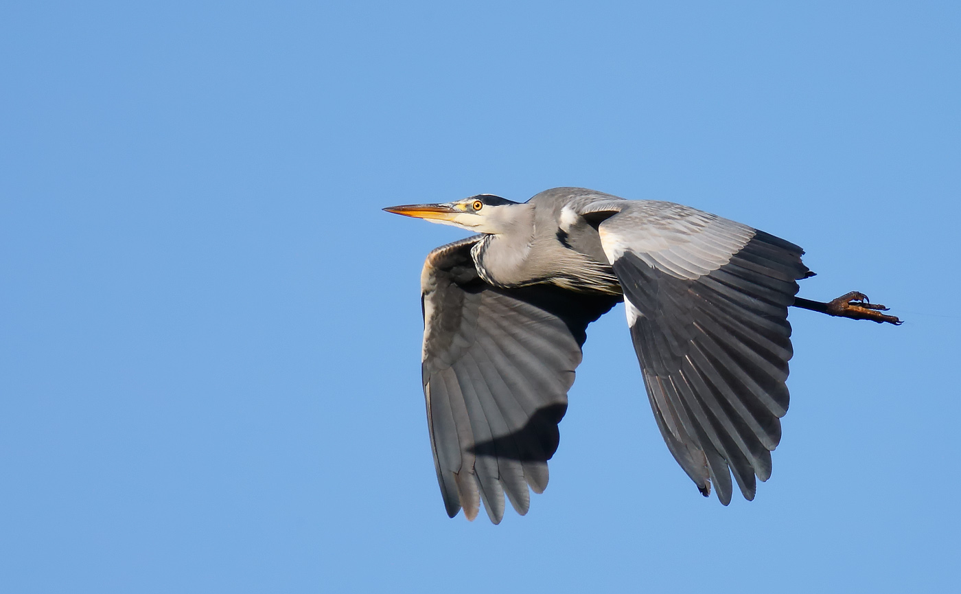 grey-heron_j4x9128