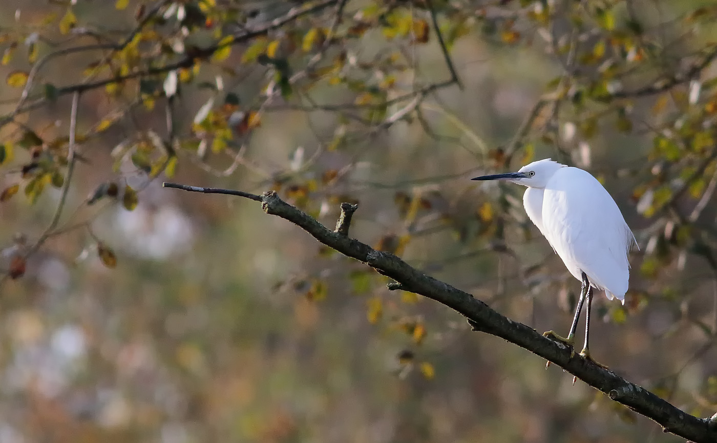 little-egret_-2a-s1q7084