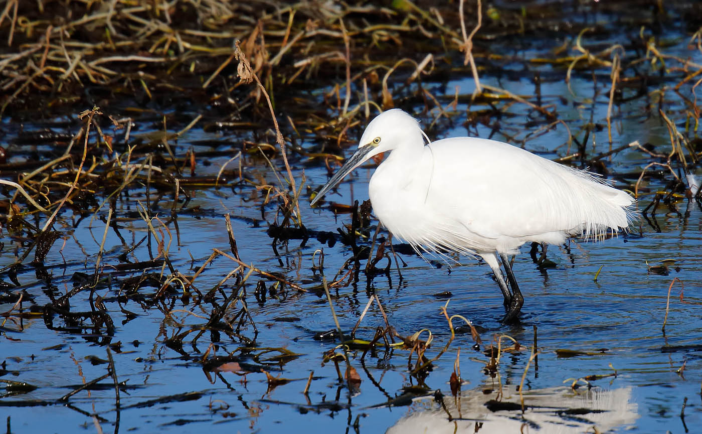 little-egret_j4x9147