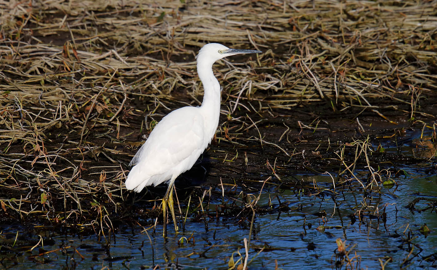 little-egret_j4x9170