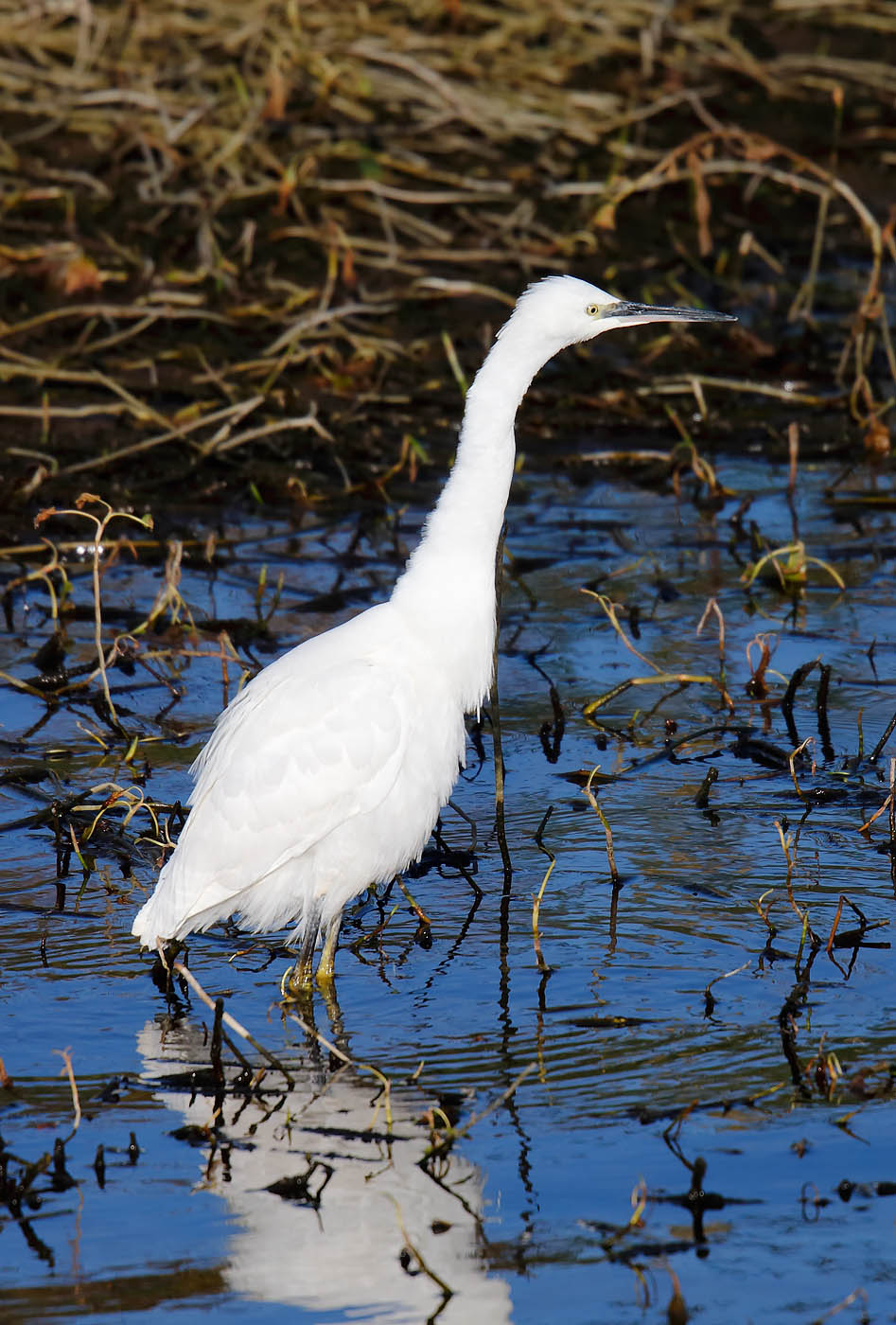 little-egret_j4x9180