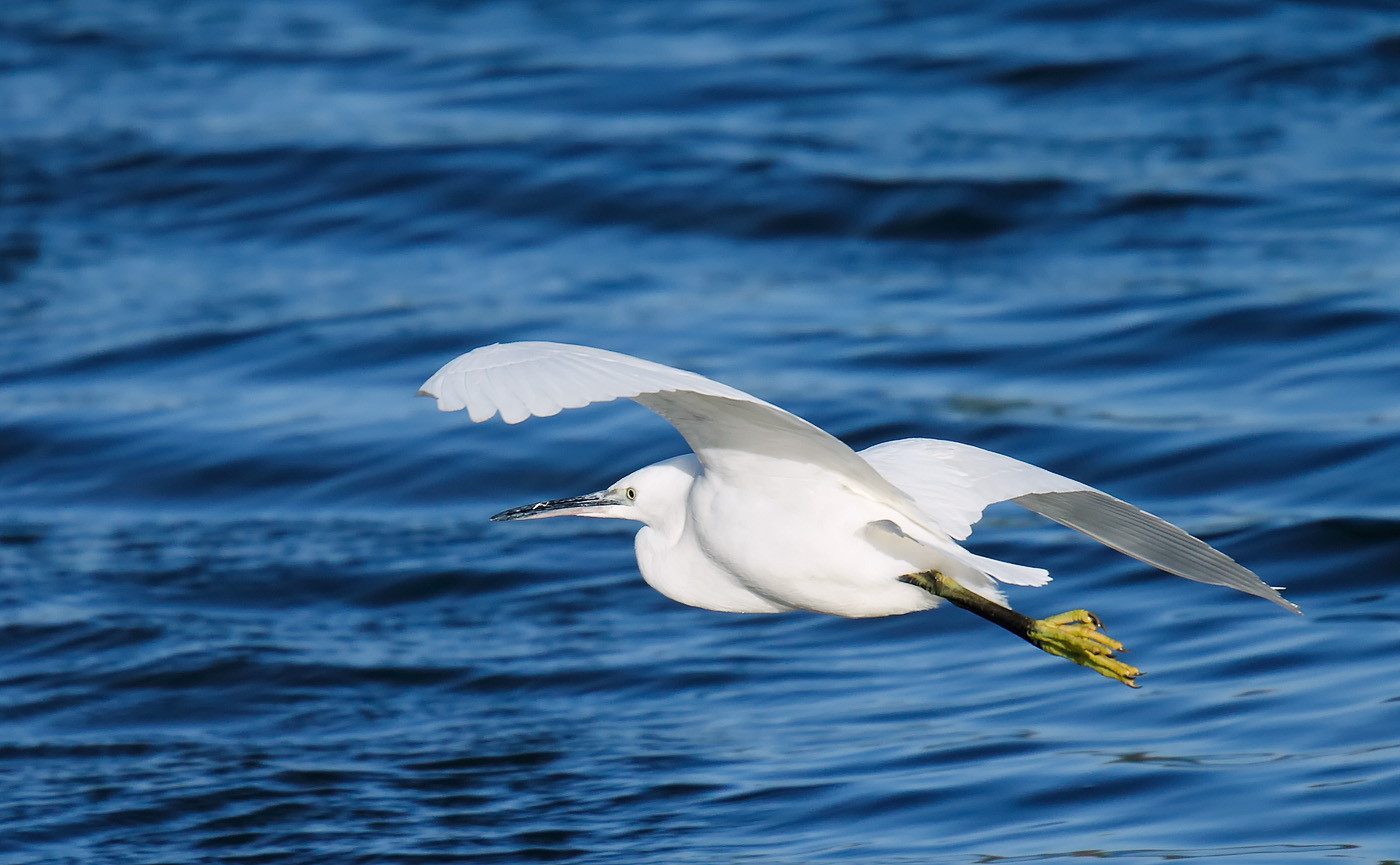 little-egret_j4x9214