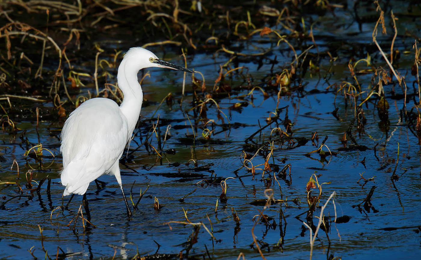 little-egret_j4x9235