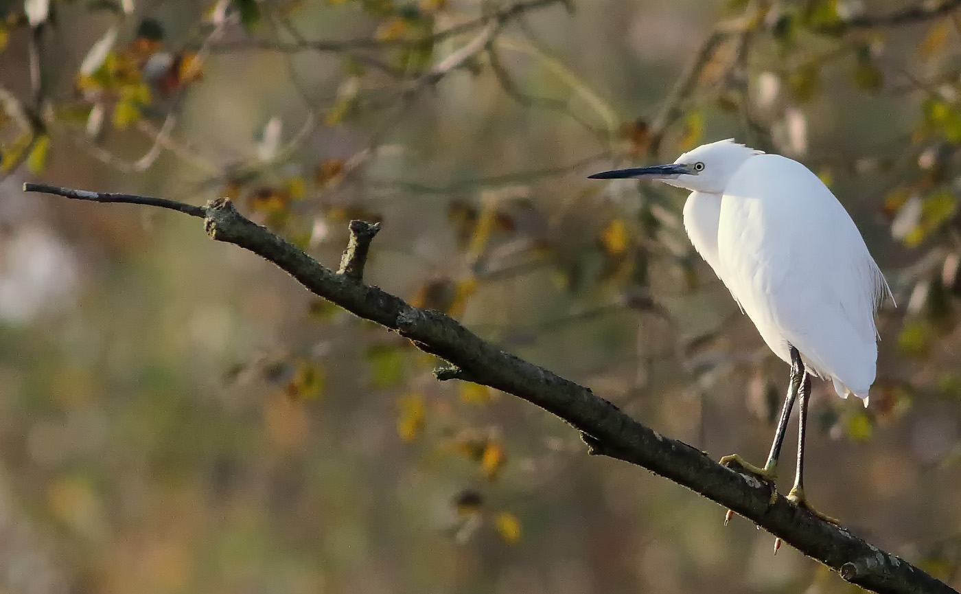 little-egret_s1q7084