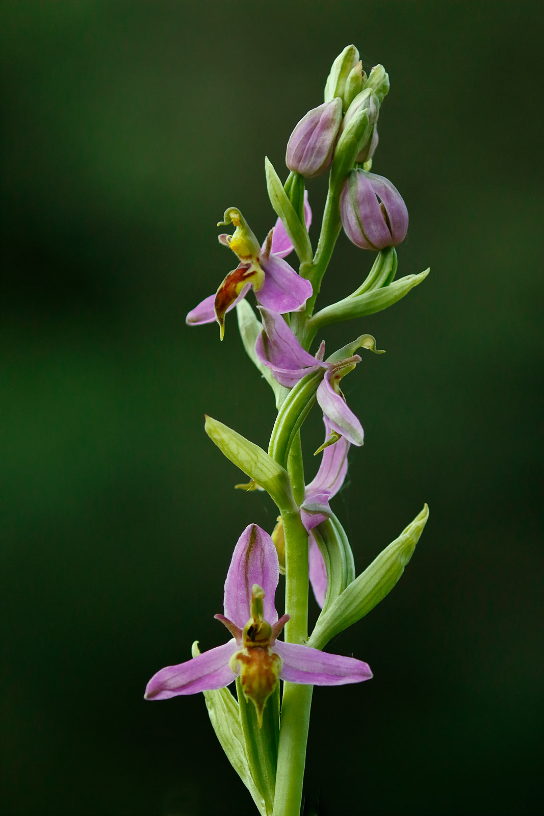 Magical Orchids Tonydavisonphotography