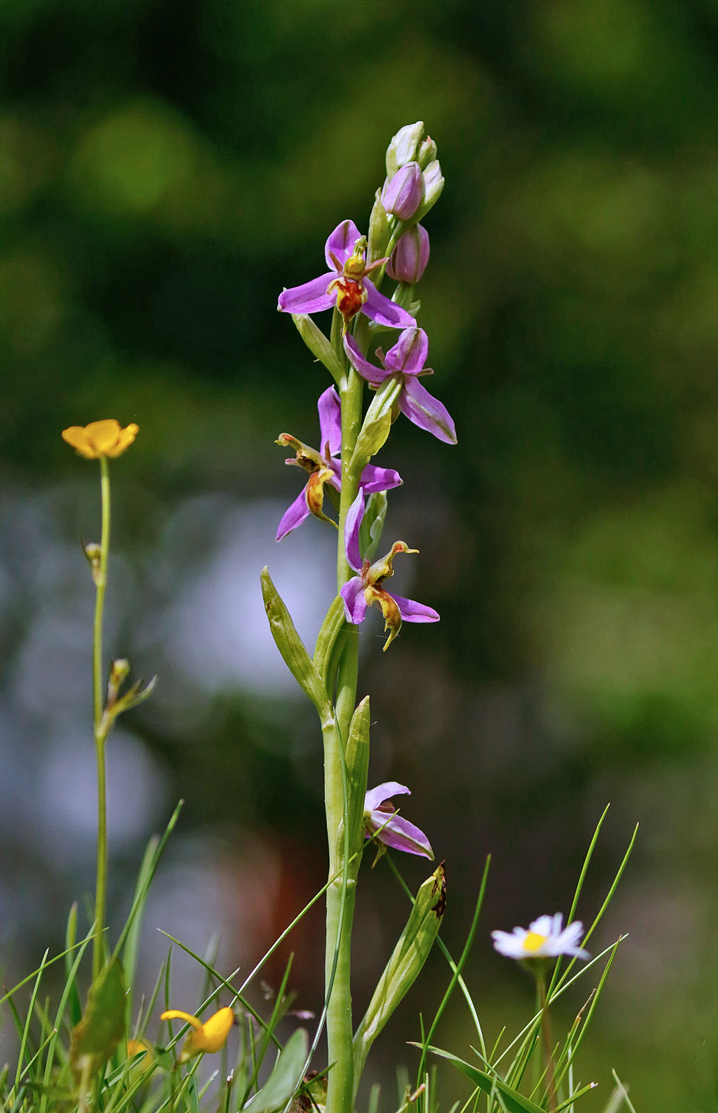 Magical Orchids Tonydavisonphotography