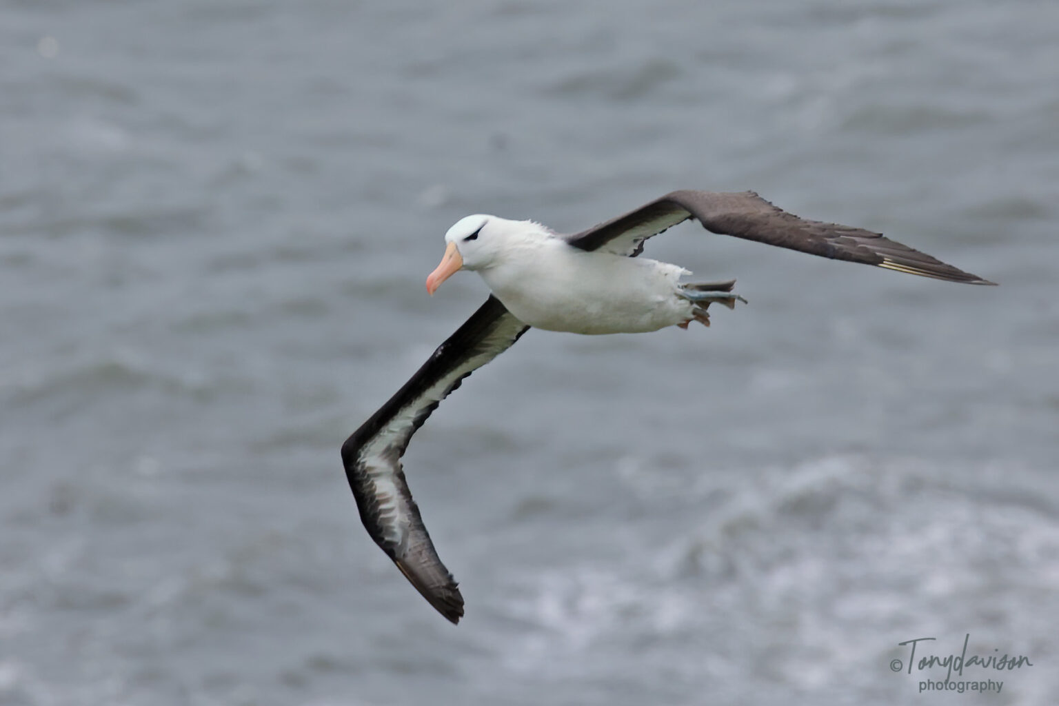 The Ancient Mariner An Albatross graces our shores.